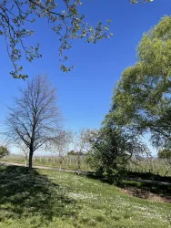 Eine malerische Landschaft mit grünem Gras und blühenden Bäumen unter einem klaren blauen Himmel. Im Hintergrund sind Weinreben sichtbar.