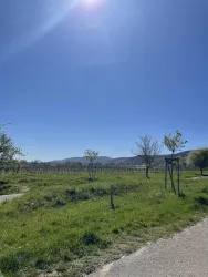 Eine ruhige Landschaft mit üppigem grünen Gras und vereinzelten Bäumen. Der Himmel ist klar und blau, während die Berge im Hintergrund sichtbar sind.