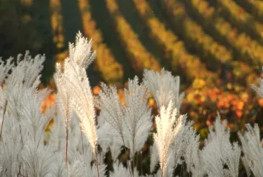 Herbstambiente im Wingert