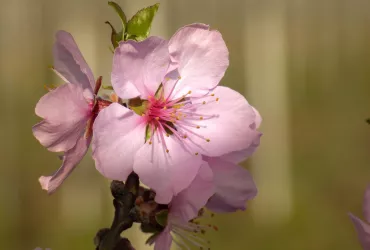 Mandelblüte in voller Pracht