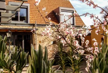 Hofambiente von Goldberg Sicht mit Mandelblüte