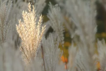 Herbstambiente im Wingert