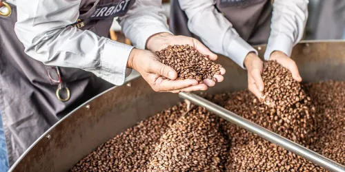 Zwei Personen halten geröstete Kaffeebohnen in ihren Händen. Im Hintergrund sind viele weitere Kaffeebohnen in einem großen Behälter zu sehen.
