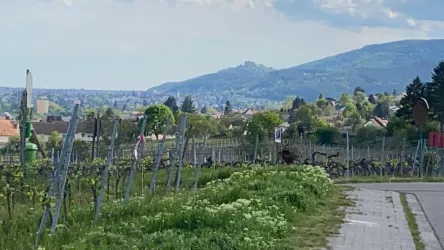 Blick aufs Hambacher Schloss