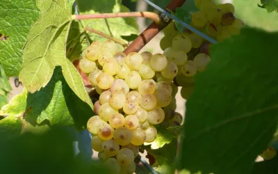 Traube im dem Hausweinberg