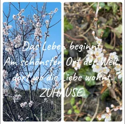 Zuhause_Frühling Blüten