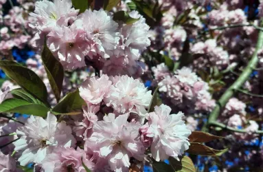 Kirschblüte im März