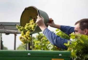 Bei der Arbeit ©Weingut Ferckel