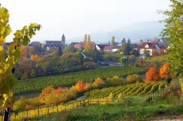 Eine malerische Landschaft mit Weinbergen und buntem Herbstlaub. Im Hintergrund sind kleine Häuser und ein Kirchturm zu sehen.