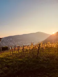 Die Sonnenterasse ist fußläufig von der Wohnung und bietet einen wunderschönen Ausblick auf die gesamte Stadt.
