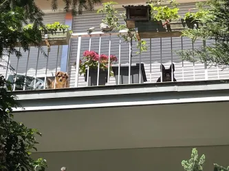 Die Haushunde Chico und Oscar wachen über das Grundstück.