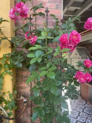 Der Hüter des Gartenhauses.....