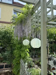 Lampionzeit - Blauregen küsst Pergola