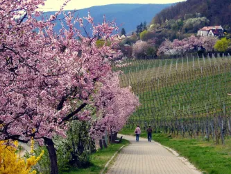 Ein malerischer Weg zwischen blühenden Kirschbäumen und Weinbergen. Zwei Personen spazieren in der sanften Frühlingslandschaft.
