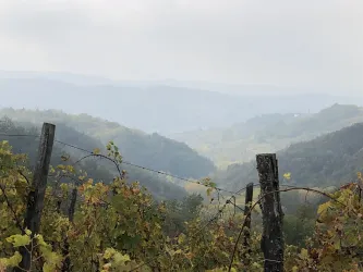 Eine malerische Landschaft mit sanften Hügeln und Weinreben im Vordergrund. Der Himmel ist bewölkt und die Sicht reicht weit über das Tal.