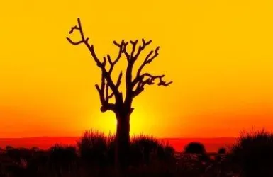 Ein einzelner, kahler Baum vor einem warmen, orangefarbenen Sonnenuntergang. Die Landschaft wirkt ruhig und geheimnisvoll.
