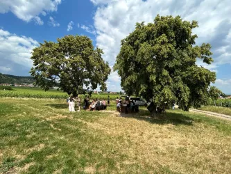 Eine Gruppe von Menschen sitzt unter großen Bäumen auf einer grünen Wiese. Im Hintergrund sind Weinberge und ein blauer Himmel mit einigen Wolken sichtbar.
