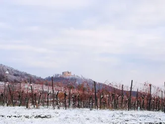 Ein winterliches Weinberg mit schneebedeckten Reben. Im Hintergrund steht eine Burg auf einem Hügel.