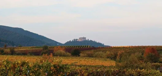 Eine Landschaft mit Weinbergen und sanften Hügeln im Hintergrund. Auf einem Hügel steht eine beeindruckende Burg.