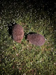 Zwei Igel liegen im Gras, umgeben von kleinen weißen Blumen. Es ist Nacht und die Tiere sind gut erkennbar.