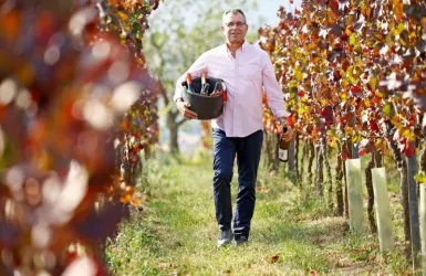Ein Mann geht durch einen Weinberg und trägt einen Korb mit Flaschen. Die Weinreben sind herbstlich gefärbt.