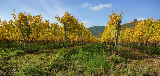 Ein malerischer Weinberg mit gelben Weinreben und sanften Hügeln im Hintergrund. Der Himmel ist blau mit einigen Wolken.