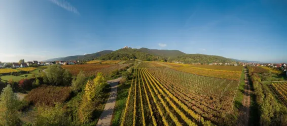 Eine weite Landschaft mit Weinbergen und sanften Hügeln. Der Himmel ist klar und die Sonne scheint.