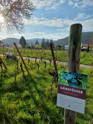 Ein malerischer Weinberg mit frischen Reben und einem Schild, das die Sorte „Gänsfüsser“ zeigt. Im Hintergrund sind sanfte Hügel und ein blauer Himmel zu sehen.