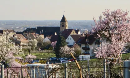 Laurentius Kirche Gimmeldingen mit Mandelblüte