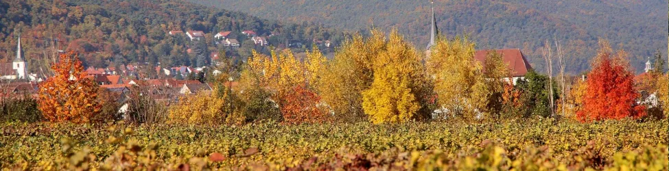 Weingut Schwaab Panorama © Weingut Schwaab