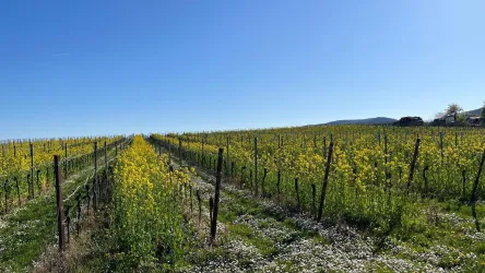 Ein Weinberg mit gelben Blumen und weiten Reihen von Reben. Der Himmel ist klar und blau, was eine sonnige Atmosphäre schafft.
