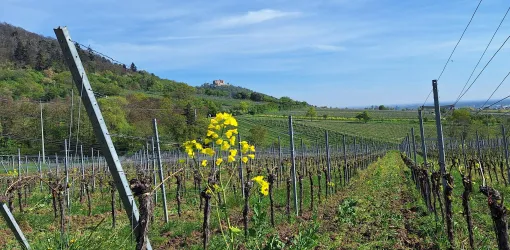 Eine malerische Weinlandschaft mit grünen Reben und gelben Blüten. Im Hintergrund sind sanfte Hügel und ein blauer Himmel zu sehen.