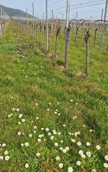 Blick zum Hambacher Schloss