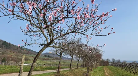Ein schöner Weg mit blühendem Mandelbaum und sanften Hügeln.