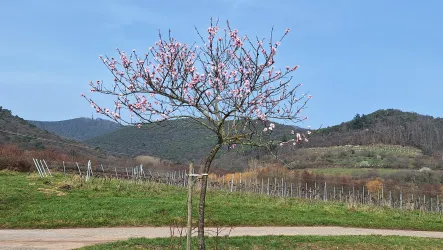 Mandelblüte