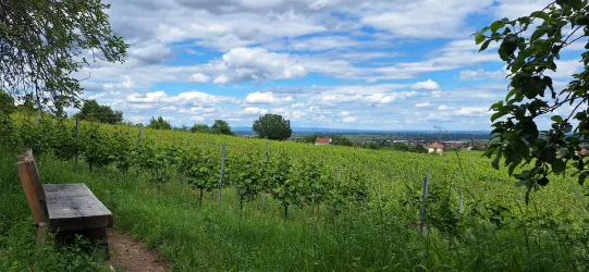 Weinlandschaft mit grünen Reben…