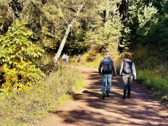 Ein malerischer Wanderweg umgeben von Bäumen und buntem Laub. Zwei Personen gehen gemeinsam den Weg entlang.