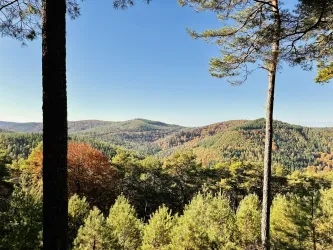 Eine malerische Landschaft mit sanften Hügeln und grünen Wäldern. Der Himmel ist klar und blau, während einige Bäume Herbstfarben zeigen.
