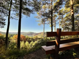 Ein schöner Ausblick auf einen Wald mit hohen Bäumen und sanften Hügeln. Eine Holzbank lädt zum Entspannen und Genießen der Natur ein.