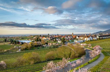Eine malerische Landschaft mit Weinbergen und blühenden Bäumen. Im Hintergrund sind typische Häuser eines kleinen Dorfes sichtbar.