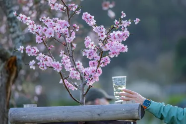 Mandelblütenfest Gimmeldingen2