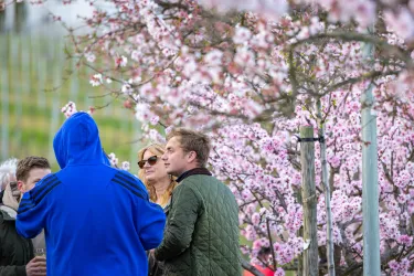 Mandelblütenfest Gimmeldingen3