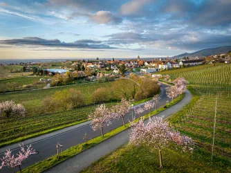 Mandelblütenfest Gimmeldingen
