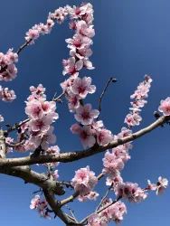 Eine Blütenzweig mit pinken Blüten gegen den blauen Himmel. Der Frühling ist deutlich sichtbar.