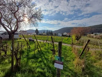 Ein Weinberg mit grünen Wiesen und einem klaren Himmel. Im Hintergrund sind sanfte Hügel und Häuser zu sehen.