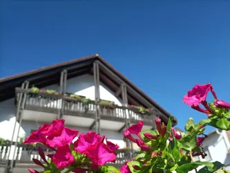 Blühende Blumen vor der Fassade des Gästehauses an der Weinstraßenmitte in Diedesfeld – Sommerstimmung an der Deutschen Weinstraße.