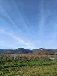 Blick auf die Haardt