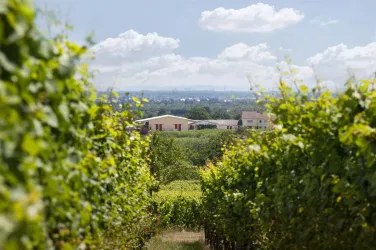 Ein malerischer Weinberg mit Reihen von Weinreben. Im Hintergrund sind eine Landschaft und einige Wolken am blauen Himmel zu sehen.