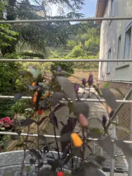 Ein Pflanzenbehälter mit bunten kleinen Früchten und grünen Blättern im Vordergrund. Im Hintergrund ist eine ruhige Gartenszene mit Bäumen und einem Weg zu sehen.