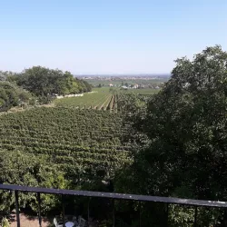 Blick über die Weinberge